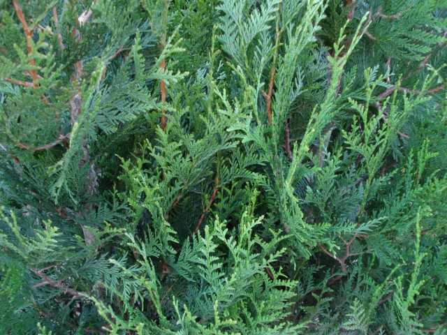 Thuja plicata 'Atrovirens'